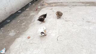 duck taking rest