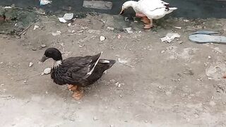 duck move it's tale with amazing