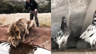 loin vs pigeon
