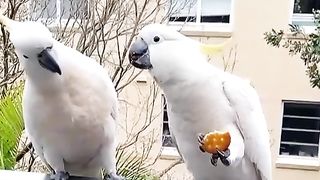 White Parrot
