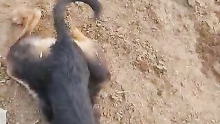 Dog  and cow lovly fight