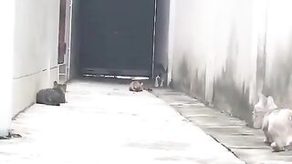 escape from the opponent's ambush