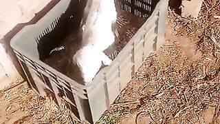 Lamb playing