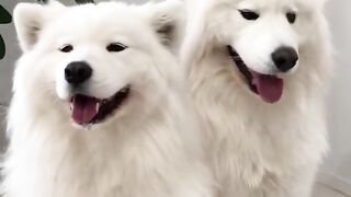 Funny Dogs from Tik Tok - Try not to laugh - Funny Dog - Funny Animals Life - Cute