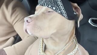 Dog viral video