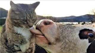 Funny animals - Funny cats / dogs - Funny animal videos 270