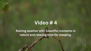 Raining weather with beautiful moments in nature and relaxing time for sleeping.