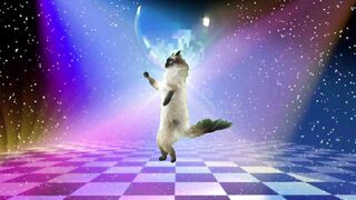 Cat Dancing
