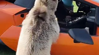 Animal