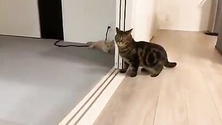 Funniest Animals 2023 ???? Funny Cats and Dogs ???????? | Funny Animal Videos