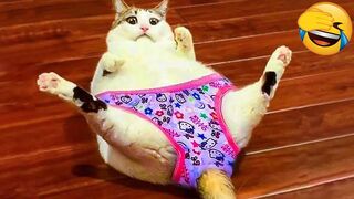 New Funny Videos 2023 ???? Cutest Cats and Dogs ????????
