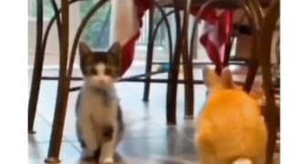 Funny reel
