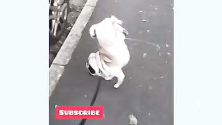 Funny cats ????????video funny animals ????????funny video compilation