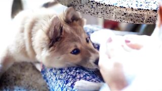 Cat & Dog -Cute & Naughty Play