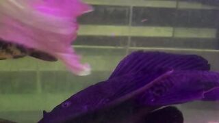 Sweeper fish Dragon