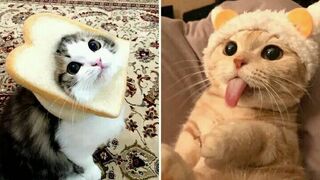 Funny animal videos ???? | funny cats - funny dog videos | Try not to Lough ????????