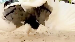 Allah oh akbar