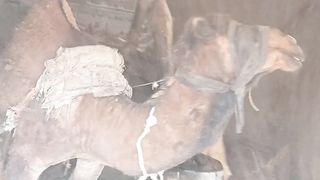 پرانے زمانے کے تیل نکالنے کا طریقہ