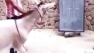 Intelligent Donkey