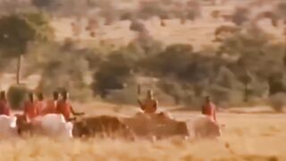 Rare Moment! Angry Aborigines Chased Down Destroy Lion Leopard and Eagle For Daring To Eat Livestock.