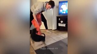 Funny Dog ???? Animals Video????????