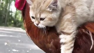 Cat and cock’s love