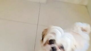 Cute dog