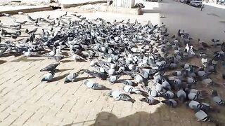 Pigeons Feed kids