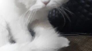 Ny pet cat