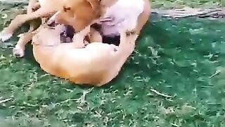 Father_And_Son_Playing