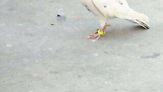 Shoq kabotaro ka
