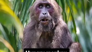 Hungry monkey ????