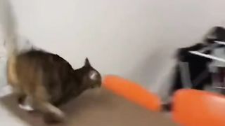 Funny Cats and Dogs | No 1 | Animuzz