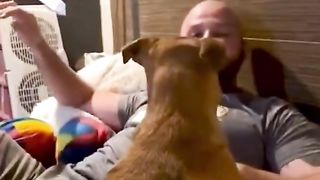 Funny Cats and Dogs | Animuzz