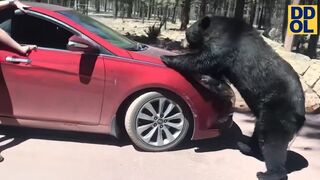 TRY NOT TO LAUGH WATCHING FUNNY FAILS VIDEOS 2023