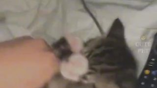 Funny cat video| rate this expression??