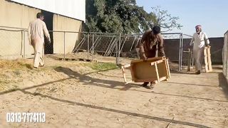 Toys For Goat Kids || بکری کے بچوں کے کھیلنے کے لئے کھلونے