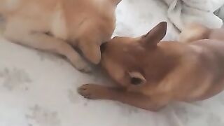 Loki e Thor