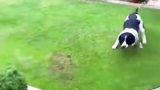 Dog Bite Penis | Funny | Animuzz