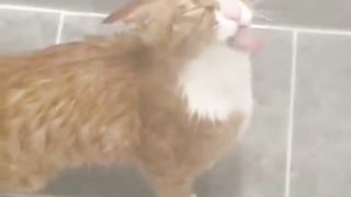Cat videos| funny cat video ????| cat | cute cat video