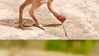 Hen CatWalk | Funny Videos | Animuzz