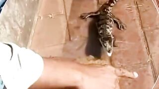 Crocodile babys