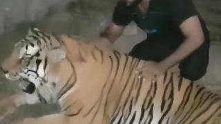 Tigress playing with me