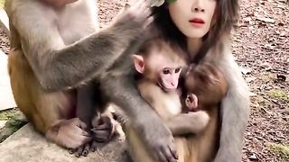 Funny comedy video monkeys