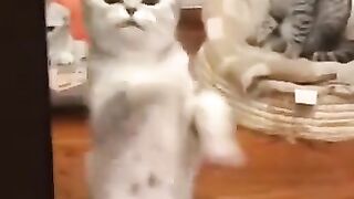 Приколы про кошка