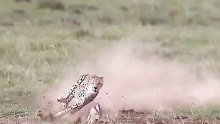 Tiger behind Rabbit