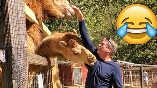 Unexpected ANIMALS Attack on Humans - Funny Animals Moments || PETASTIC ????