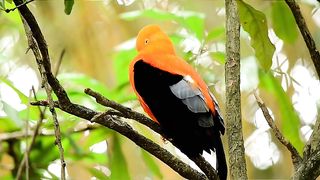 Beautiful Wild nature