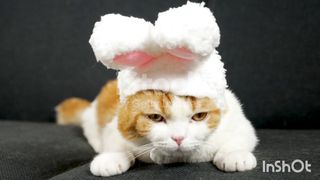 Funny Kitten