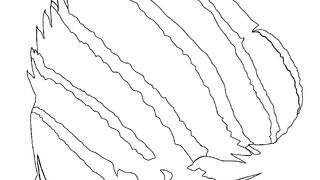 Learn how to draw a fish illustration